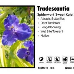 Pandy's Garden Center Perennials Tradescantia ‘Sweet Kate’ Spiderwort