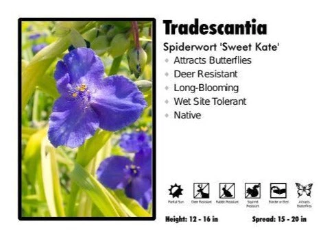 Pandy's Garden Center Perennials Tradescantia ‘Sweet Kate’ Spiderwort 3 Pandy's Garden Center Perennials Tradescantia ‘Sweet Kate’ Spiderwort