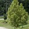Pandy's Garden Center Nursery Sycamore Tree Exclamation