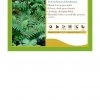 Pandy's Garden Center Polystichum Polyblepharum Fern Japanese Tassel Perennials