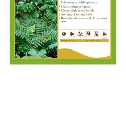 Pandy's Garden Center Polystichum Polyblepharum Fern Japanese Tassel Perennials
