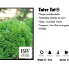 Pandy's Garden Center Tater Tot Dwarf Arborvitae