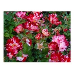 Weeks Roses Nursery Rose - Fourth Of July Climber Red Striped White