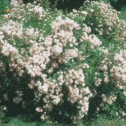 Weeks Roses Rose - The Fairy Pastel Pink Nursery