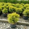 Pandy's Garden Center Arborvitae Golden Globe 2 Pandy's Garden Center Arborvitae Golden Globe