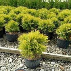 Pandy's Garden Center Arborvitae Golden Globe