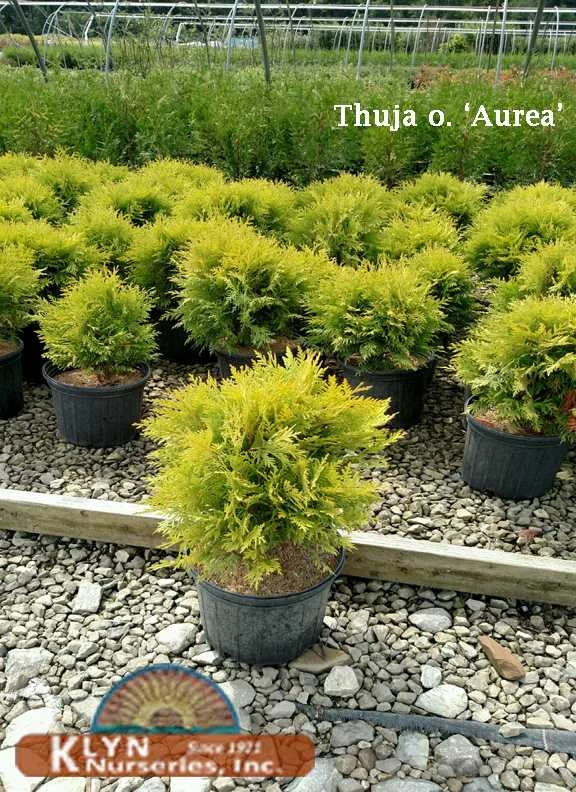Pandy's Garden Center Arborvitae Golden Globe 3 Pandy's Garden Center Arborvitae Golden Globe