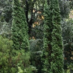 Pandy's Garden Center Arborvitae Degroots Spire Nursery