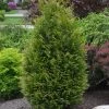 Willoway Arborvitae - Junior Giant