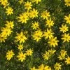 Pandy's Garden Center Coreopsis/ Tickseed ‘moonbeam’. Sun Perennials