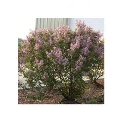 Pandy's Garden Center Lilac-Dwf Pink Tinkerbelle #3 Nursery