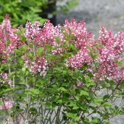 Pandy's Garden Center Lilac Tinker Bell Pink G6 ! Nursery