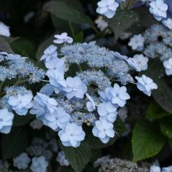 Pandy's Garden Center Hydrangea Tiny Tuff Stuff Nursery