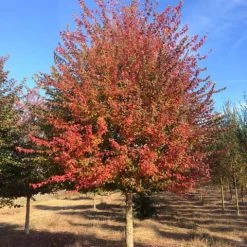 Pandy's Garden Center Trident Maple#7