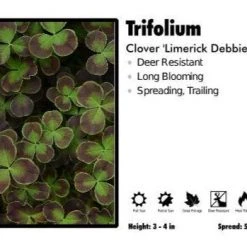 Pandy's Garden Center Trifolium 'Limerick Debbie’ Clover