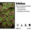 Pandy's Garden Center Trifolium 'Limerick Estelle’ Clover