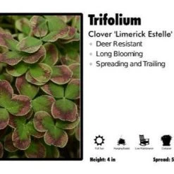 Pandy's Garden Center Trifolium 'Limerick Estelle’ Clover