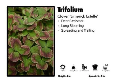 Pandy's Garden Center Trifolium 'Limerick Estelle’ Clover 3 Pandy's Garden Center Trifolium 'Limerick Estelle’ Clover