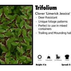 Pandy's Garden Center Perennials Trifolium 'Limerick Jessica’ Clover