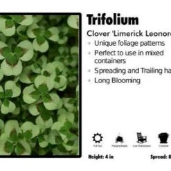 Pandy's Garden Center Trifolium 'Limerick Leonore' Clover