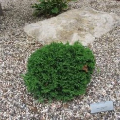 Pandy's Garden Center Cypress Tsukumo Nursery