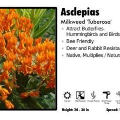 Pandy's Garden Center Asclepias ‘Tuberosa’ Milkweed Perennials