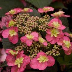 Pandy's Garden Center Hydrangea Tuff Stuff Red Nursery