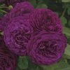 Weeks Roses Rose - Twilight Zone Grandiflora Velvet Purple