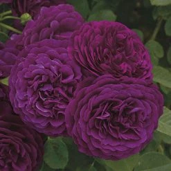 Weeks Roses Rose - Twilight Zone Grandiflora Velvet Purple