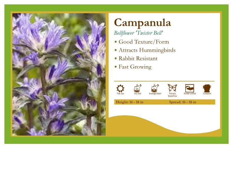 Pandy's Garden Center Campanula 'Twister Bell' Bellflower 3 Pandy's Garden Center Campanula 'Twister Bell' Bellflower