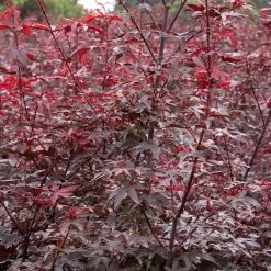 Pandy's Garden Center Japanese Maple - Twombly's Red Sentinel