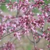 Pandy's Garden Center Redbud - Cascading Hearts Weeping Nursery