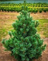 Pandy's Garden Center Pine Vanderwolfs Pyd Limber Nursery