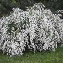Pandy's Garden Center Nursery Spirea-Vanhoutte #3
