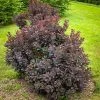 Pandy's Garden Center Nursery Smoke Tree Dwarf Velveteen