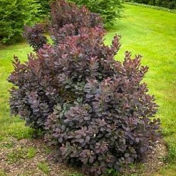 Pandy's Garden Center Nursery Smoke Tree Dwarf Velveteen