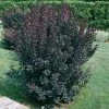 Pandy's Garden Center Smoke Tree Velvet Cloak