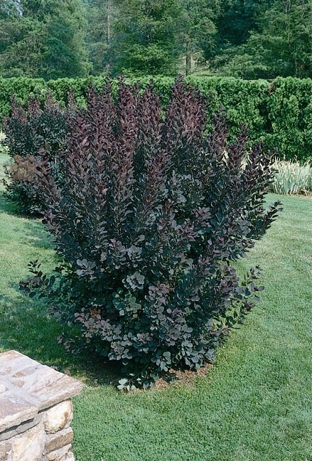 Pandy's Garden Center Smoke Tree Velvet Cloak 3 Pandy's Garden Center Smoke Tree Velvet Cloak