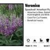 Pandy's Garden Center Veronica ‘Amethyst Plume’ Speedwell 1 Pandy's Garden Center Veronica ‘Amethyst Plume’ Speedwell