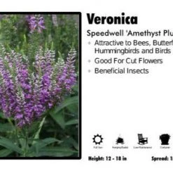 Pandy's Garden Center Veronica ‘Amethyst Plume’ Speedwell