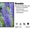 Pandy's Garden Center Veronica ‘Dark Blue Moody' Speedwell Perennials
