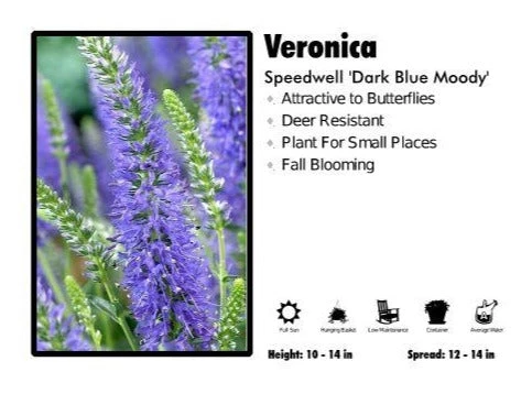 Pandy's Garden Center Veronica ‘Dark Blue Moody' Speedwell Perennials 3 Pandy's Garden Center Veronica ‘Dark Blue Moody' Speedwell Perennials