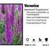Pandy's Garden Center Veronica ‘Purpleicious’ Speedwell 1 Pandy's Garden Center Veronica ‘Purpleicious’ Speedwell