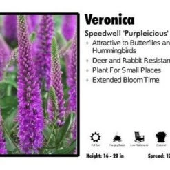 Pandy's Garden Center Veronica ‘Purpleicious’ Speedwell