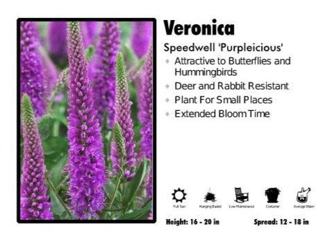 Pandy's Garden Center Veronica ‘Purpleicious’ Speedwell 3 Pandy's Garden Center Veronica ‘Purpleicious’ Speedwell