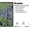 Pandy's Garden Center Veronica 'Royal Candles Blue' Speedwell Perennials 2 Pandy's Garden Center Veronica 'Royal Candles Blue' Speedwell Perennials