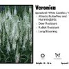 Pandy's Garden Center Veronica ‘White Candles / Wands’ Speedwell Perennials 1 Pandy's Garden Center Veronica ‘White Candles / Wands’ Speedwell Perennials