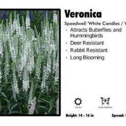 Pandy's Garden Center Veronica ‘White Candles / Wands’ Speedwell Perennials