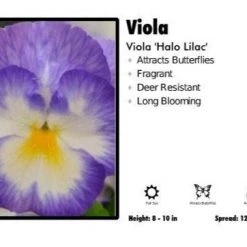 Pandy's Garden Center Perennials Viola ‘Halo Lilac’ Viola