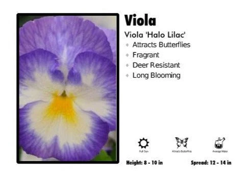 Pandy's Garden Center Perennials Viola ‘Halo Lilac’ Viola 2 Pandy's Garden Center Perennials Viola ‘Halo Lilac’ Viola
